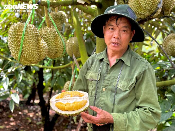 Sầu riêng sượng nước, nông dân bất lực nhìn giá rớt thảm- Ảnh 1.