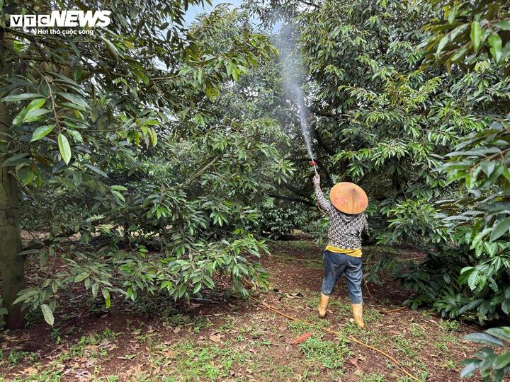 Sầu riêng sượng nước, nông dân bất lực nhìn giá rớt thảm- Ảnh 7.