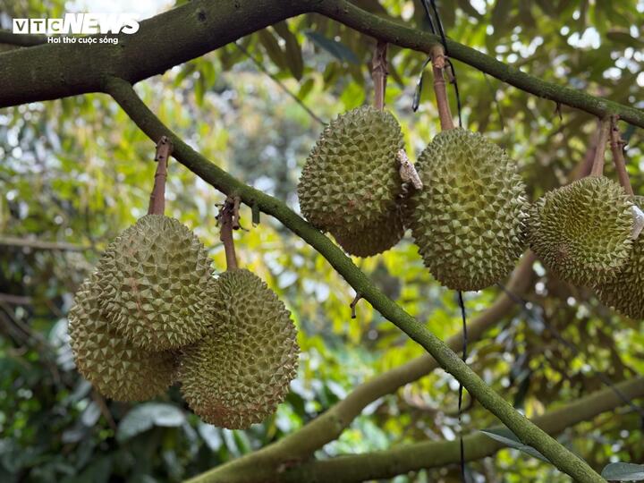Sầu riêng sượng nước, nông dân bất lực nhìn giá rớt thảm- Ảnh 2.