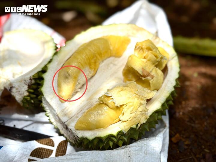 Sầu riêng sượng nước, nông dân bất lực nhìn giá rớt thảm- Ảnh 4.