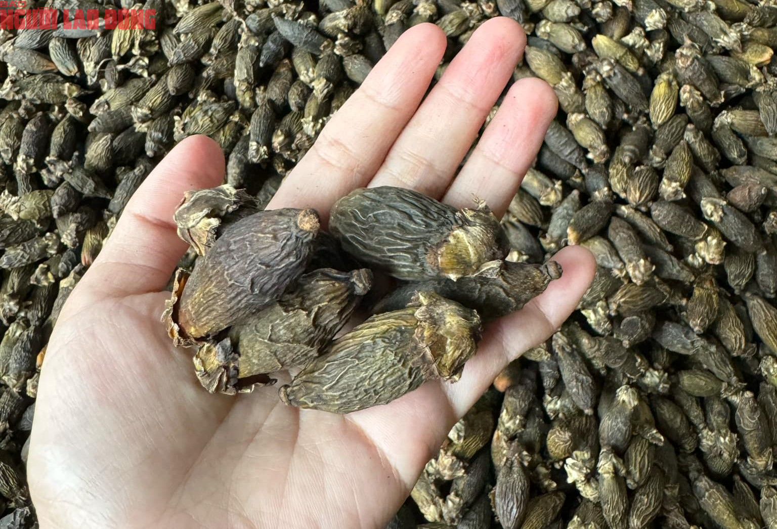 Việt Nam nhập khẩu cau tăng 1.303%- Ảnh 1. Việt Nam nhập khẩu cau tăng 1.303%- Ảnh 1.