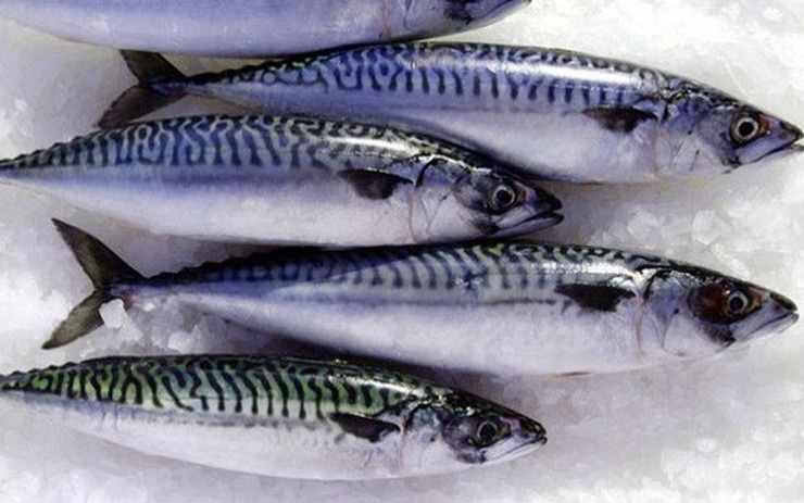 "Vua omega-3" là loại cá bình dân bán đầy chợ Việt, cá hồi ngậm ngùi hạng 2- Ảnh 1. "Vua omega-3" là loại cá bình dân bán đầy chợ Việt, cá hồi ngậm ngùi hạng 2- Ảnh 1.