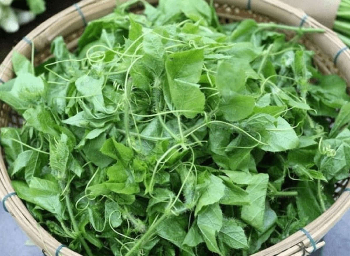 Loại rau mọc bờ rào nay Loại rau mọc bờ rào nay