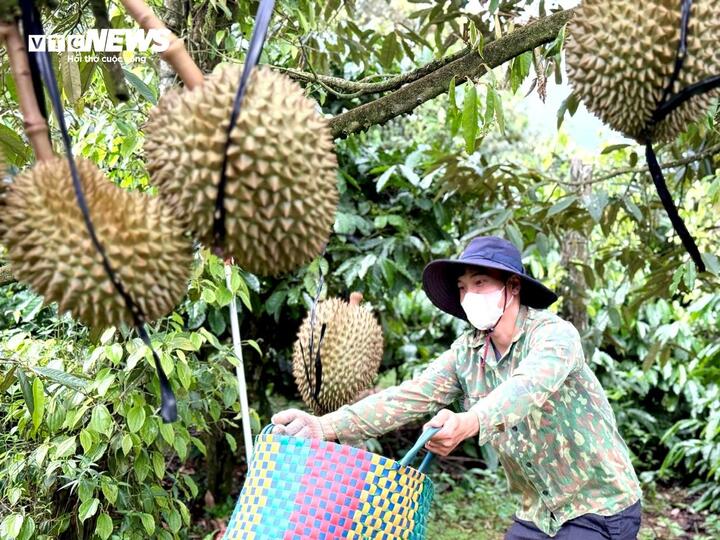 Nghề kiếm chục triệu mỗi ngày từ cây sầu riêng- Ảnh 3. Nghề kiếm chục triệu mỗi ngày từ cây sầu riêng- Ảnh 3.