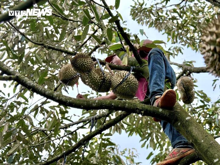 Nghề kiếm chục triệu mỗi ngày từ cây sầu riêng- Ảnh 4. Nghề kiếm chục triệu mỗi ngày từ cây sầu riêng- Ảnh 4.