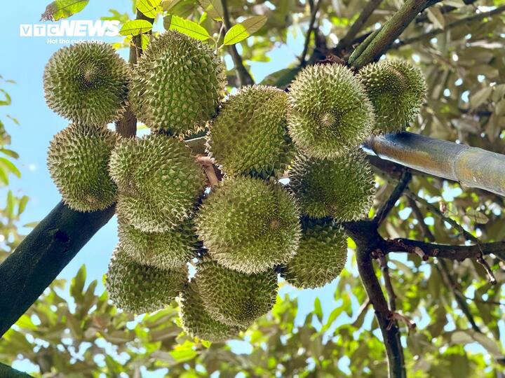 Nghề kiếm chục triệu mỗi ngày từ cây sầu riêng- Ảnh 5. Nghề kiếm chục triệu mỗi ngày từ cây sầu riêng- Ảnh 5.