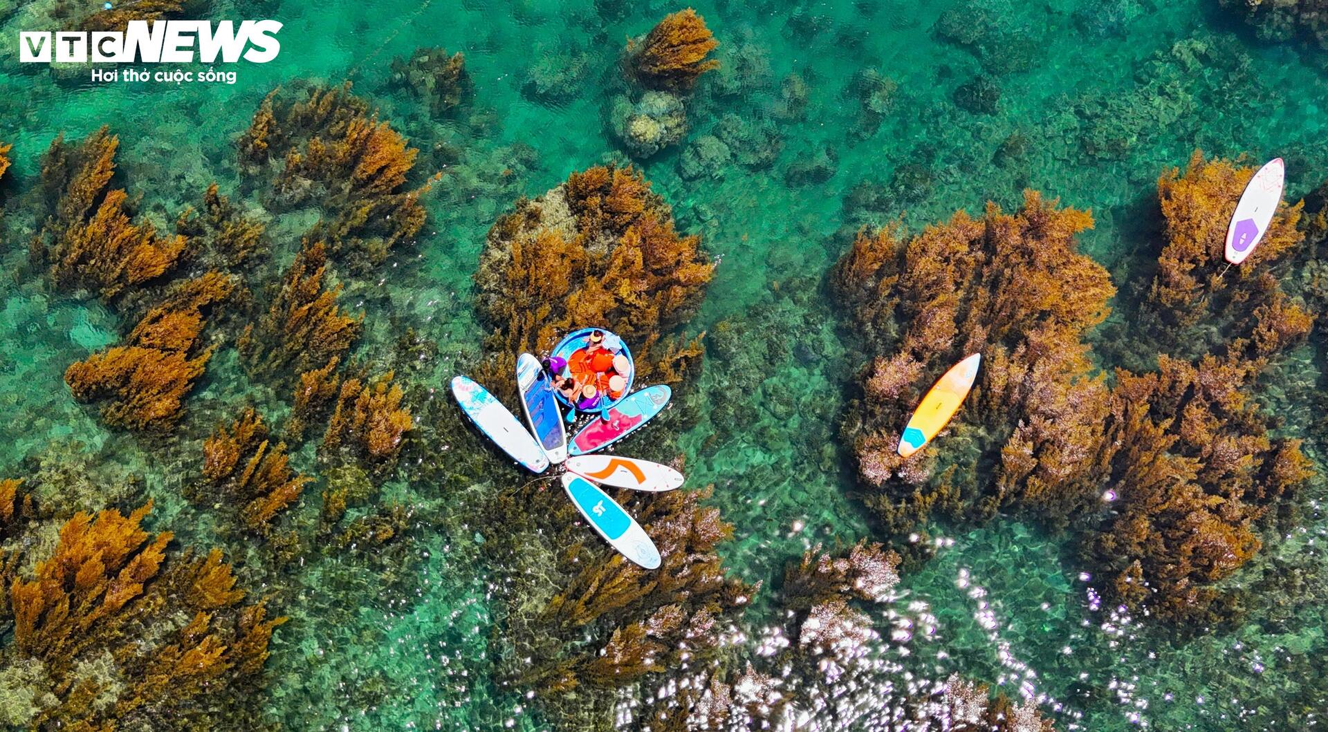 'Trốn' phố thị ồn ào, về Quy Nhơn ngắm rong mơ nhuộm vàng đáy biển- Ảnh 6. 'Trốn' phố thị ồn ào, về Quy Nhơn ngắm rong mơ nhuộm vàng đáy biển- Ảnh 6.