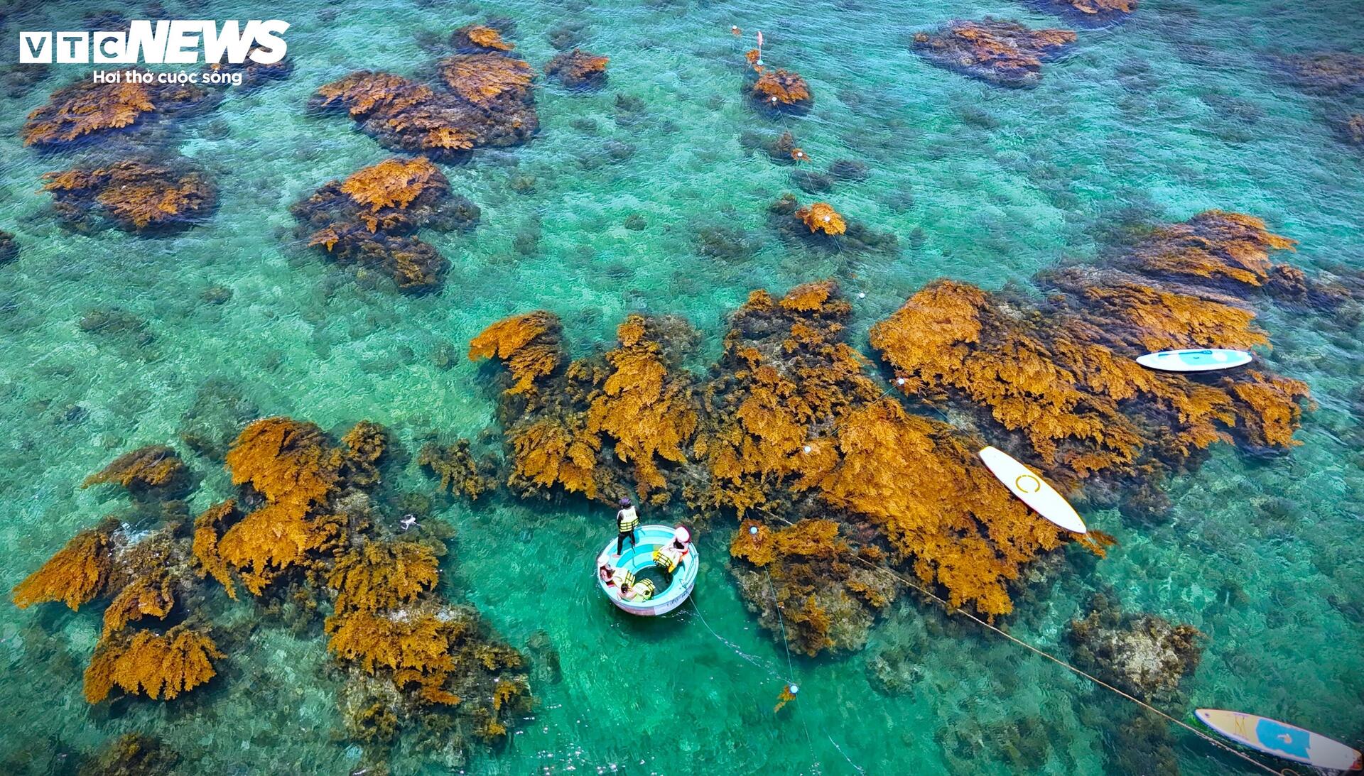 'Trốn' phố thị ồn ào, về Quy Nhơn ngắm rong mơ nhuộm vàng đáy biển- Ảnh 2. 'Trốn' phố thị ồn ào, về Quy Nhơn ngắm rong mơ nhuộm vàng đáy biển- Ảnh 2.