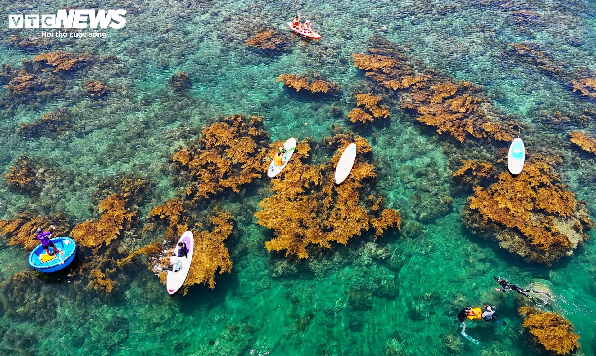 'Trốn' phố thị ồn ào, về Quy Nhơn ngắm rong mơ nhuộm vàng đáy biển- Ảnh 4. 'Trốn' phố thị ồn ào, về Quy Nhơn ngắm rong mơ nhuộm vàng đáy biển- Ảnh 4.