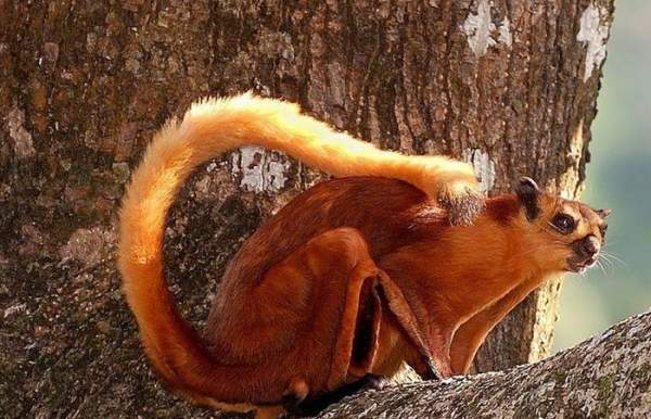 Sinh vật bay khổng lồ Việt Nam khiến giới khoa học "sững sờ": Có khả năng di chuyển đến 150m hoặc hơn- Ảnh 1.