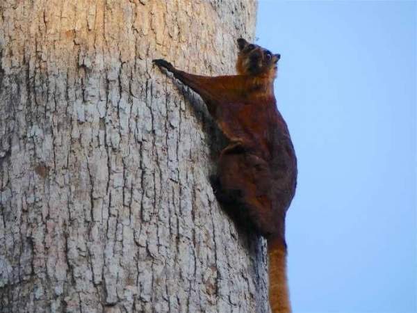 Sinh vật bay khổng lồ Việt Nam khiến giới khoa học "sững sờ": Có khả năng di chuyển đến 150m hoặc hơn- Ảnh 2.