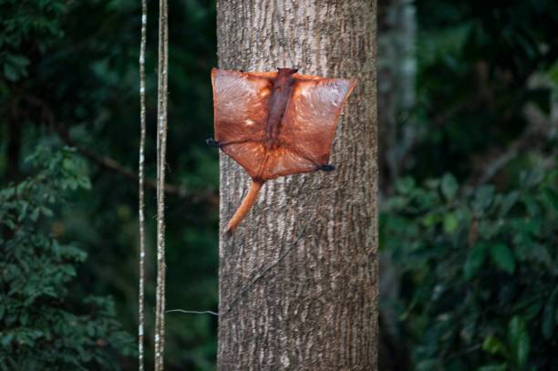 Sinh vật bay khổng lồ Việt Nam khiến giới khoa học "sững sờ": Có khả năng di chuyển đến 150m hoặc hơn- Ảnh 3.