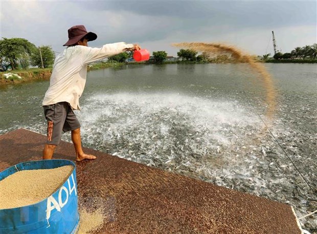 'Cá tỷ đô' của Việt Nam được Trung Quốc, Mỹ mê không lối thoát vì vừa rẻ vừa ngon: bỏ túi hơn 800 triệu USD, sản lượng đứng đầu thế giới- Ảnh 1. 'Cá tỷ đô' của Việt Nam được Trung Quốc, Mỹ mê không lối thoát vì vừa rẻ vừa ngon: bỏ túi hơn 800 triệu USD, sản lượng đứng đầu thế giới- Ảnh 1.