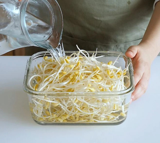 3 kiểu bảo quản giá đỗ tiện thì có tiện nhưng cực nhanh hỏng, mất dinh dưỡng còn “rước” bệnh vào nhà- Ảnh 2. 3 kiểu bảo quản giá đỗ tiện thì có tiện nhưng cực nhanh hỏng, mất dinh dưỡng còn “rước” bệnh vào nhà- Ảnh 2.