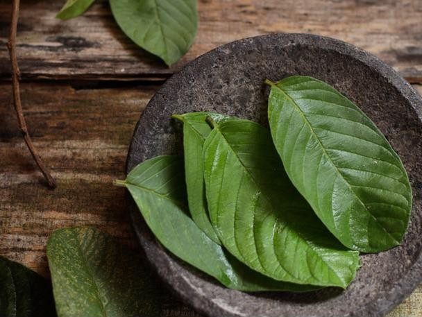 Việt Nam có loại lá chống rụng tóc, củng cố chân tóc cực tốt: Biết dùng còn khỏe tim mạch, tiêu hóa- Ảnh 2.