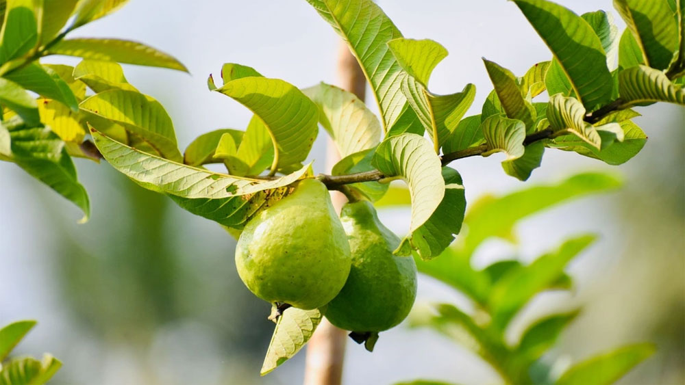 Việt Nam có loại lá chống rụng tóc, củng cố chân tóc cực tốt: Biết dùng còn khỏe tim mạch, tiêu hóa- Ảnh 1.