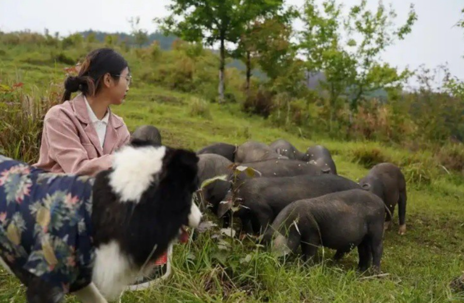 Nữ tiếp viên hàng không bỏ phố về quê nuôi lợn: 2 tháng bỏ túi hơn 700 triệu đồng nhờ livestream, ai nghe cũng 'ngã ngửa'- Ảnh 2. Nữ tiếp viên hàng không bỏ phố về quê nuôi lợn: 2 tháng bỏ túi hơn 700 triệu đồng nhờ livestream, ai nghe cũng 'ngã ngửa'- Ảnh 2.