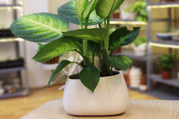 Loại cây được người giàu ưa chuộng, giúp hút tài lộc: Cần biết điều này để "tránh hoạ"- Ảnh 1.