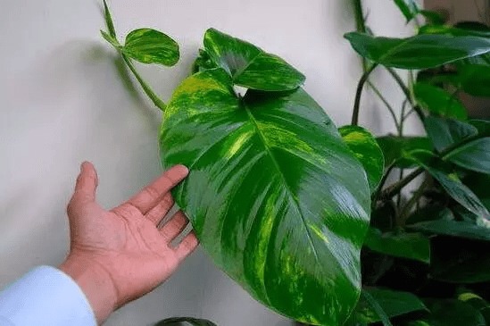 6 cây hoa này tốt nhất KHÔNG NÊN trưng trong nhà, vì 6 cây hoa này tốt nhất KHÔNG NÊN trưng trong nhà, vì