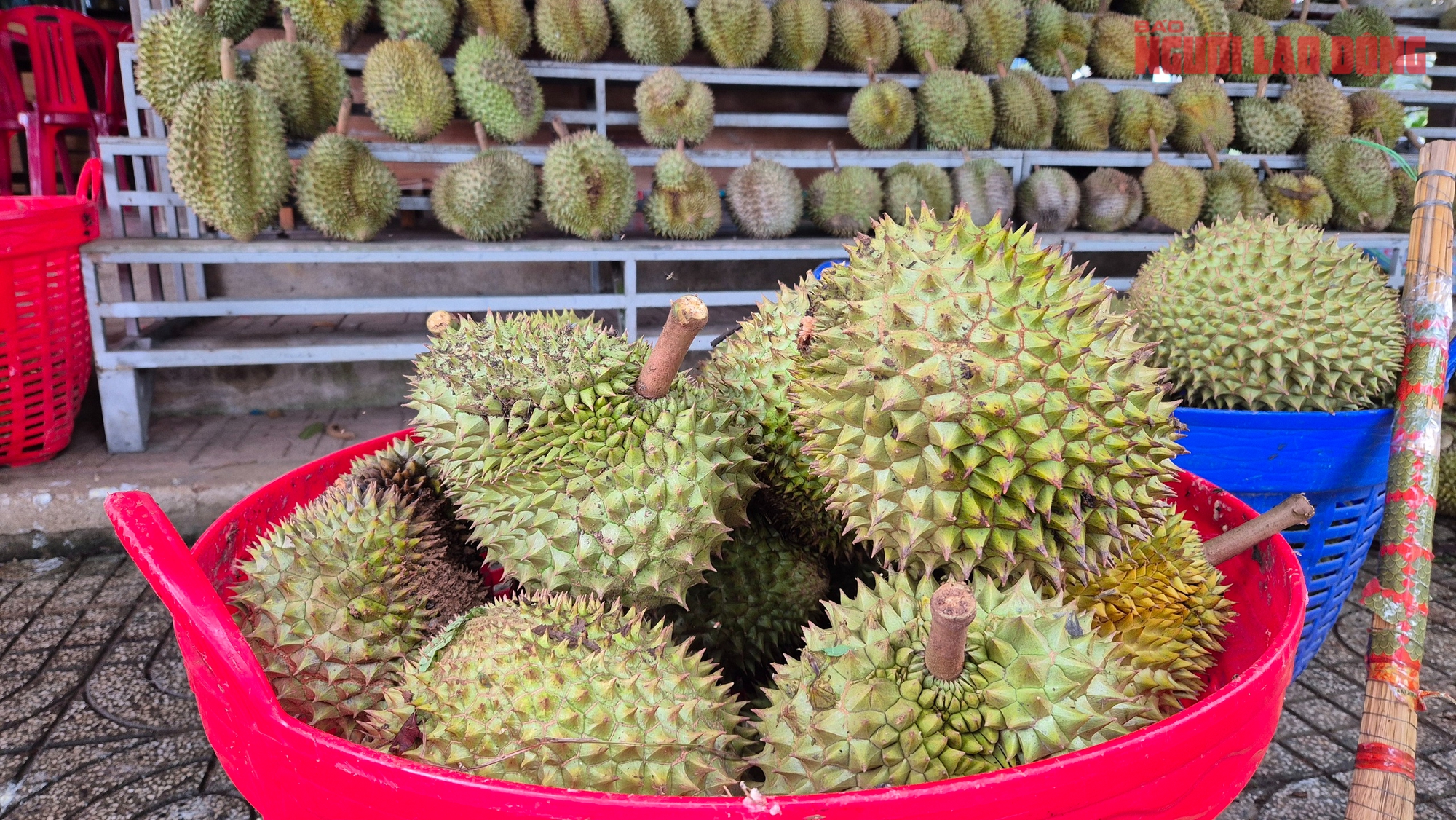 Sầu riêng rớt giá vì lý do bất ngờ- Ảnh 1.