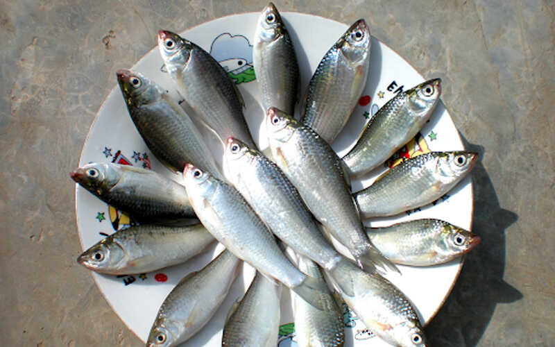 5 loại cá nhỏ là 5 loại cá nhỏ là