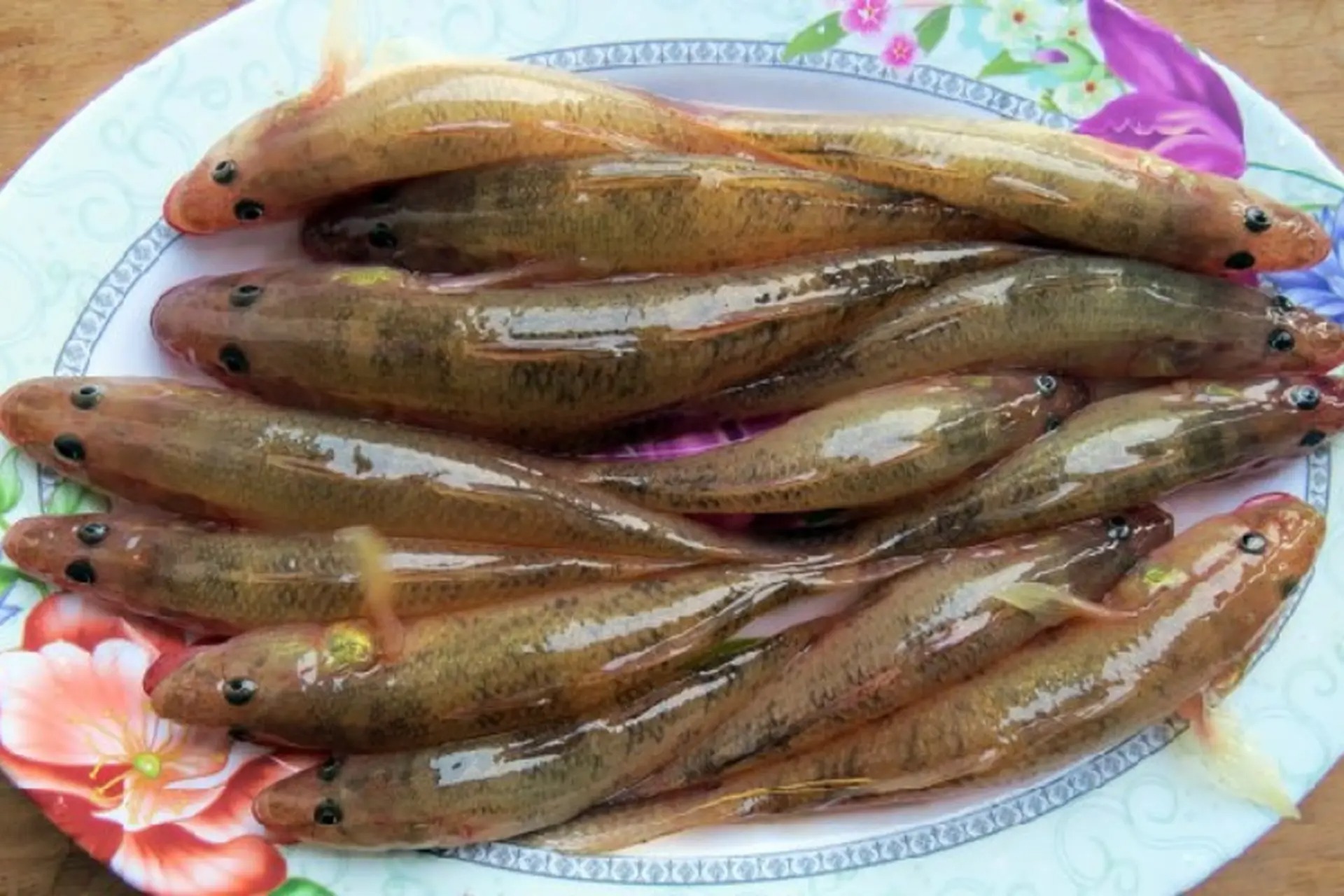 5 loại cá nhỏ là 5 loại cá nhỏ là