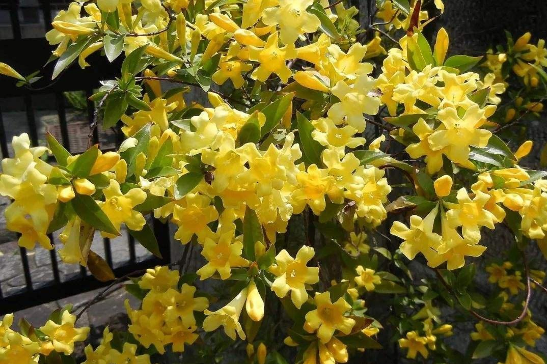 6 cây hoa này tốt nhất KHÔNG NÊN trưng trong nhà, vì 6 cây hoa này tốt nhất KHÔNG NÊN trưng trong nhà, vì