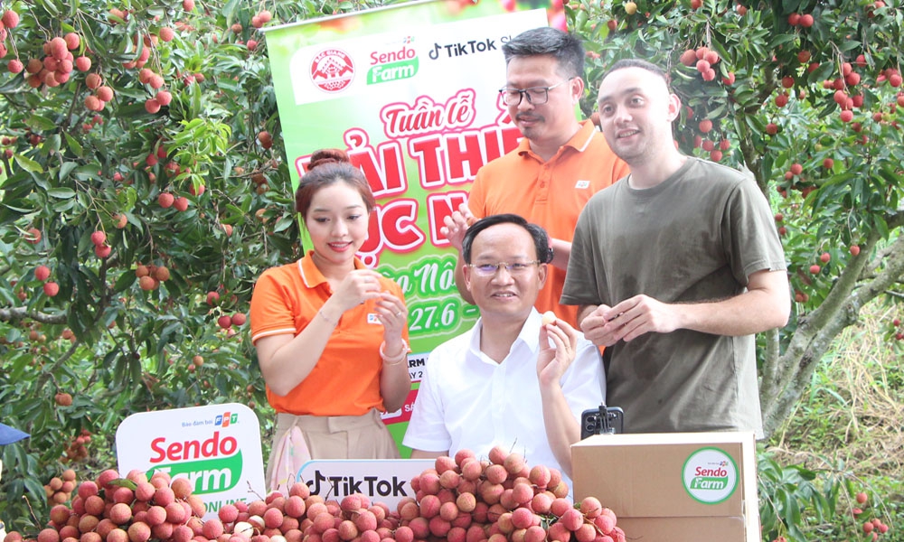 Phó Chủ tịch tỉnh Bắc Giang cũng xuống vườn livestream bán vải: Chốt đơn hàng chục tấn chỉ trong một buổi sáng- Ảnh 1. Phó Chủ tịch tỉnh Bắc Giang cũng xuống vườn livestream bán vải: Chốt đơn hàng chục tấn chỉ trong một buổi sáng- Ảnh 1.