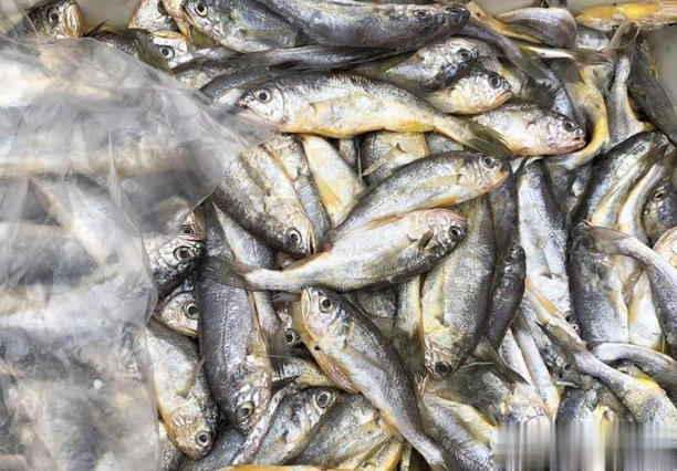 4 loại cá không thể nuôi nhân tạo trên thị trường, giá rẻ, thịt ngon, gặp là đừng bỏ lỡ- Ảnh 1. 4 loại cá không thể nuôi nhân tạo trên thị trường, giá rẻ, thịt ngon, gặp là đừng bỏ lỡ- Ảnh 1.