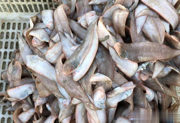 4 loại cá không thể nuôi nhân tạo trên thị trường, giá rẻ, thịt ngon, gặp là đừng bỏ lỡ- Ảnh 3. 4 loại cá không thể nuôi nhân tạo trên thị trường, giá rẻ, thịt ngon, gặp là đừng bỏ lỡ- Ảnh 3.
