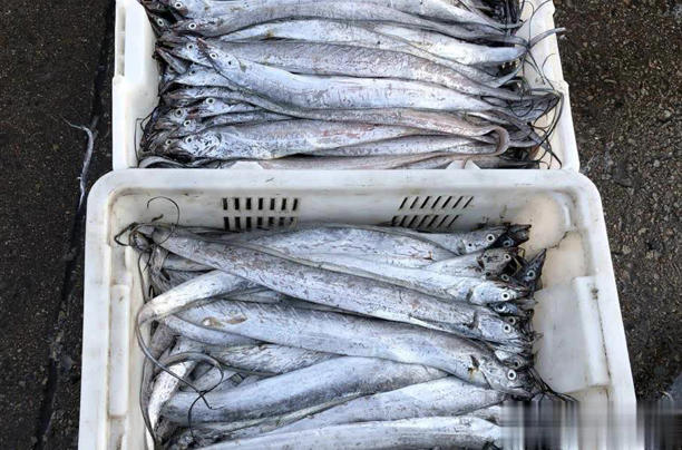 4 loại cá không thể nuôi nhân tạo trên thị trường, giá rẻ, thịt ngon, gặp là đừng bỏ lỡ- Ảnh 4. 4 loại cá không thể nuôi nhân tạo trên thị trường, giá rẻ, thịt ngon, gặp là đừng bỏ lỡ- Ảnh 4.