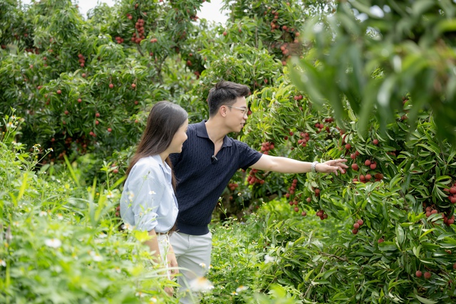 54 tấn vải Lục Ngạn bán hết veo sau phiên live 6 tiếng, PCT Bắc Giang nêu rõ 3 từ "đạt chuẩn sang Mỹ"- Ảnh 2. 54 tấn vải Lục Ngạn bán hết veo sau phiên live 6 tiếng, PCT Bắc Giang nêu rõ 3 từ "đạt chuẩn sang Mỹ"- Ảnh 2.