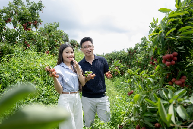 54 tấn vải Lục Ngạn bán hết veo sau phiên live 6 tiếng, PCT Bắc Giang nêu rõ 3 từ "đạt chuẩn sang Mỹ"- Ảnh 1. 54 tấn vải Lục Ngạn bán hết veo sau phiên live 6 tiếng, PCT Bắc Giang nêu rõ 3 từ "đạt chuẩn sang Mỹ"- Ảnh 1.