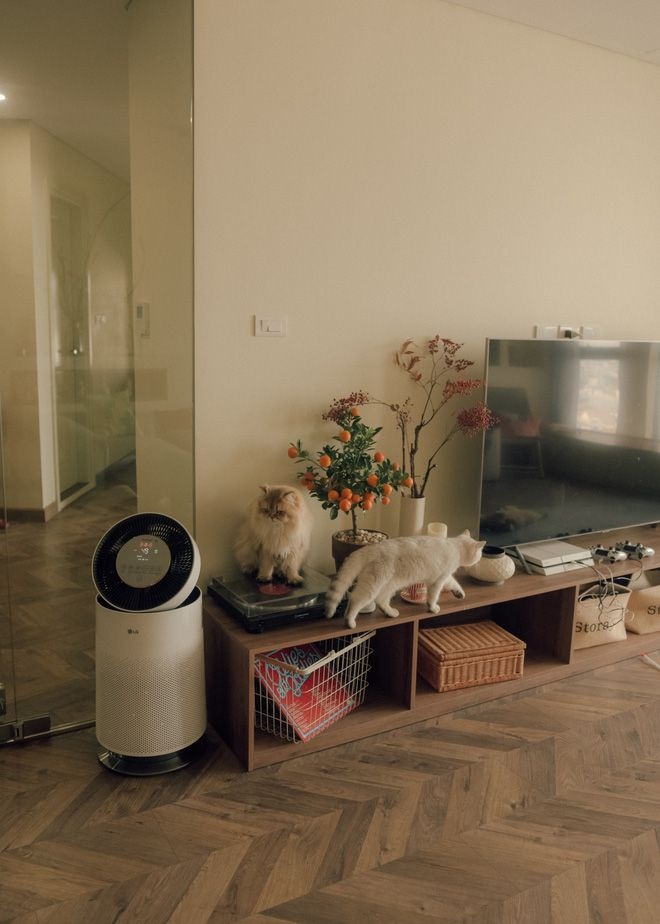 Trồng 40 chậu cây, nuôi 7 con mèo, đi làm chỉ để nhận hàng shipper là tự “đào hố” chôn mình?- Ảnh 2.