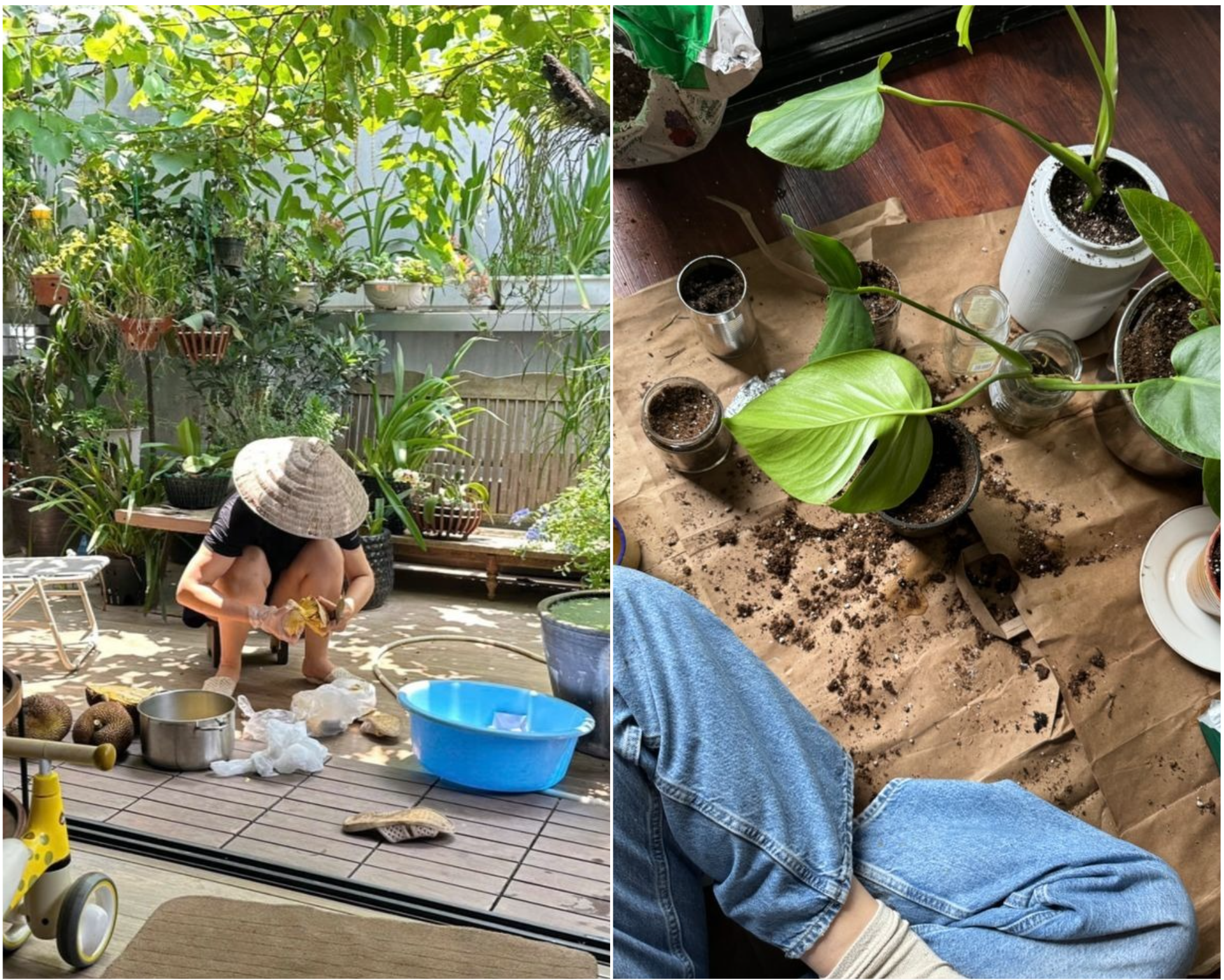 Trồng 40 chậu cây, nuôi 7 con mèo, đi làm chỉ để nhận hàng shipper là tự “đào hố” chôn mình?- Ảnh 1.