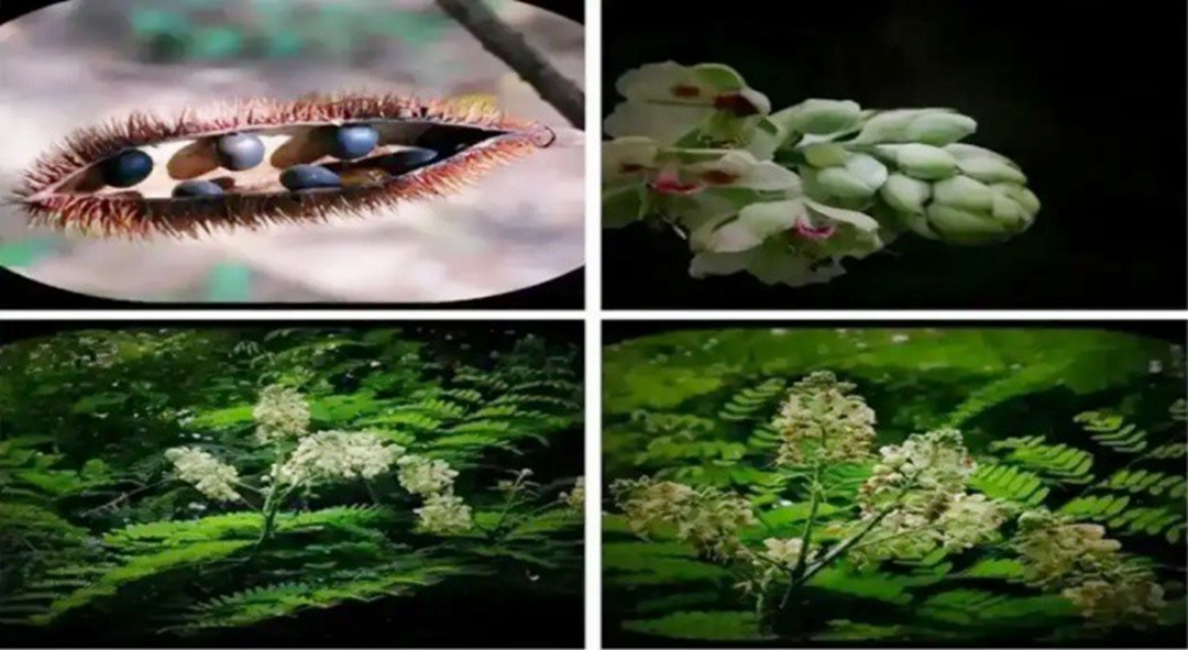 Cây dại xưa mọc đầy đường nay giá 300.000 đồng/kg- Ảnh 1.