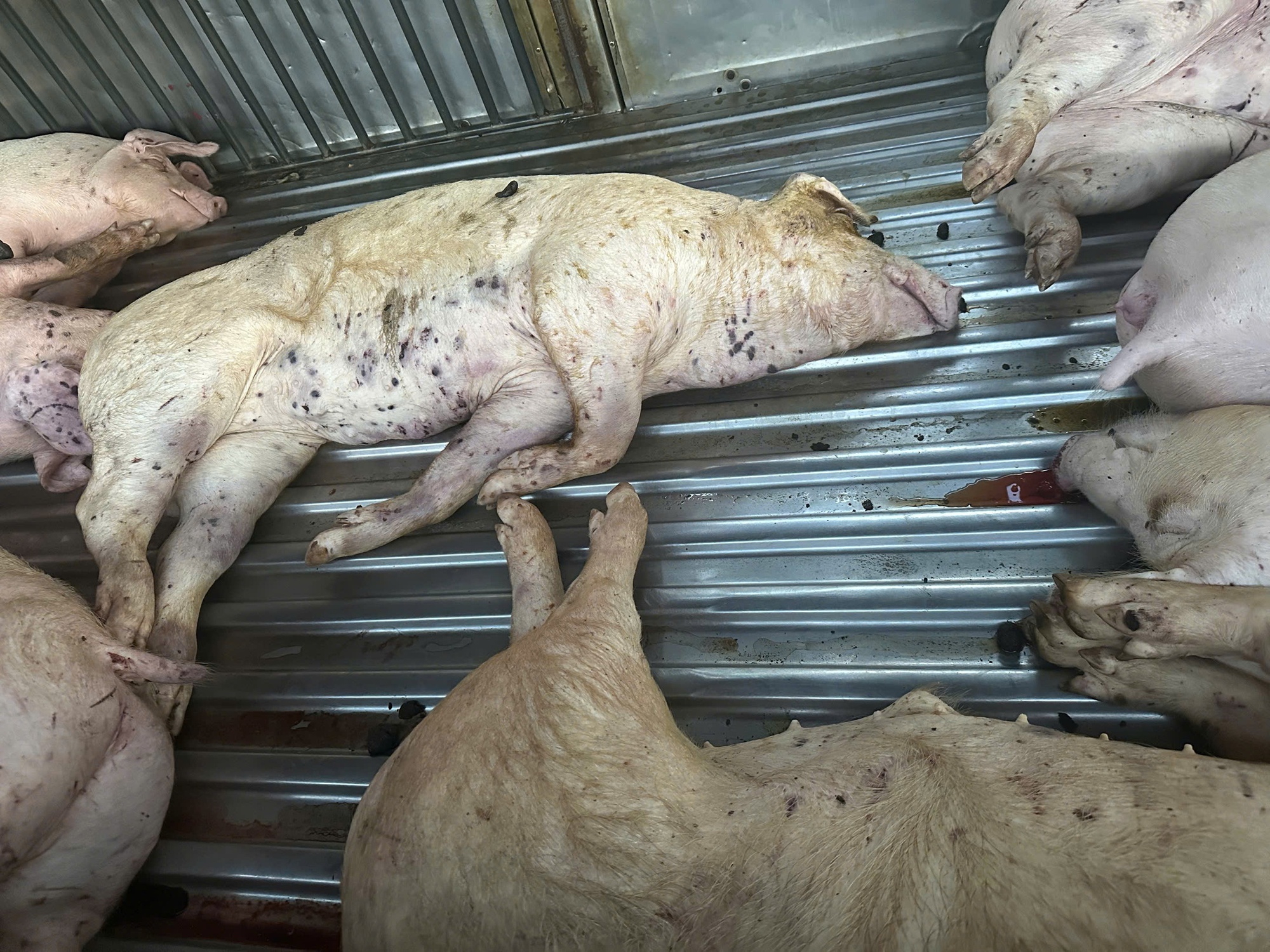 Điều không ngờ trên xe tải đỗ trước sân lò mổ heo- Ảnh 1. img