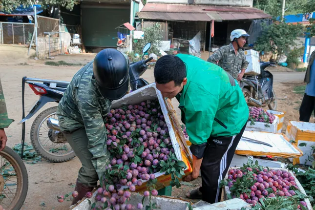 Mận vừa vào mùa đã 'vấp' cảnh rớt giá thê thảm- Ảnh 2. Mận vừa vào mùa đã 'vấp' cảnh rớt giá thê thảm- Ảnh 2.