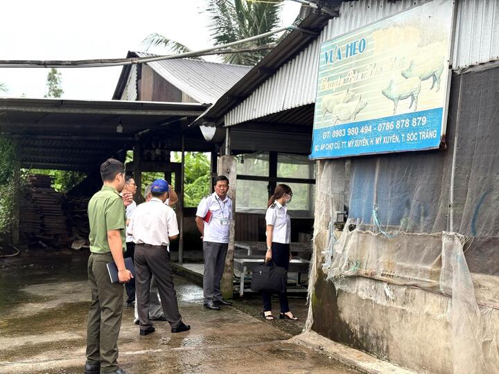 Lấy mẫu máu heo của C.P. Việt Nam tại lò mổ ở Sóc Trăng xét nghiệm dịch bệnh- Ảnh 1. Lấy mẫu máu heo của C.P. Việt Nam tại lò mổ ở Sóc Trăng xét nghiệm dịch bệnh- Ảnh 1.