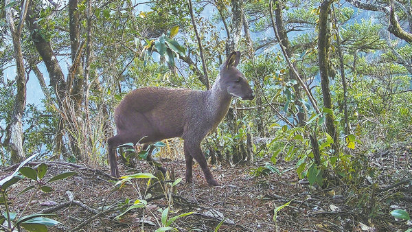 Lần theo hình ảnh camera hồng ngoại, kỹ sư bảo tồn hân hoan tìm thấy phân loài mới chưa được phát hiện- Ảnh 2.