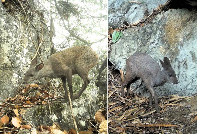 Lần theo hình ảnh camera hồng ngoại, kỹ sư bảo tồn hân hoan tìm thấy phân loài mới chưa được phát hiện- Ảnh 5.