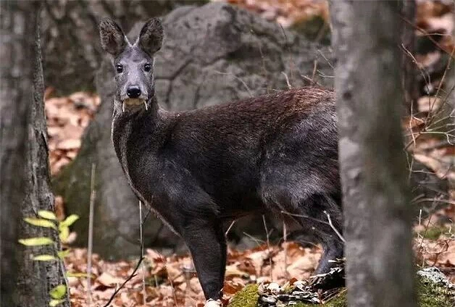 Lần theo hình ảnh camera hồng ngoại, kỹ sư bảo tồn hân hoan tìm thấy phân loài mới chưa được phát hiện- Ảnh 4.