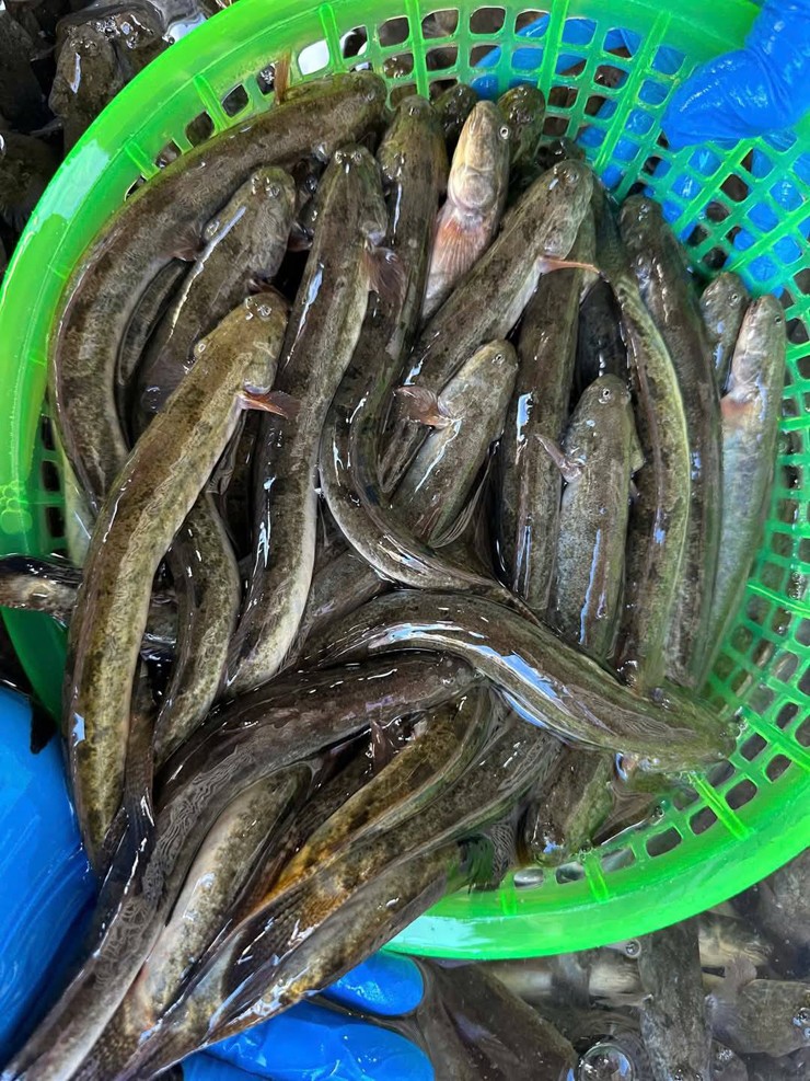 Loại cá Loại cá