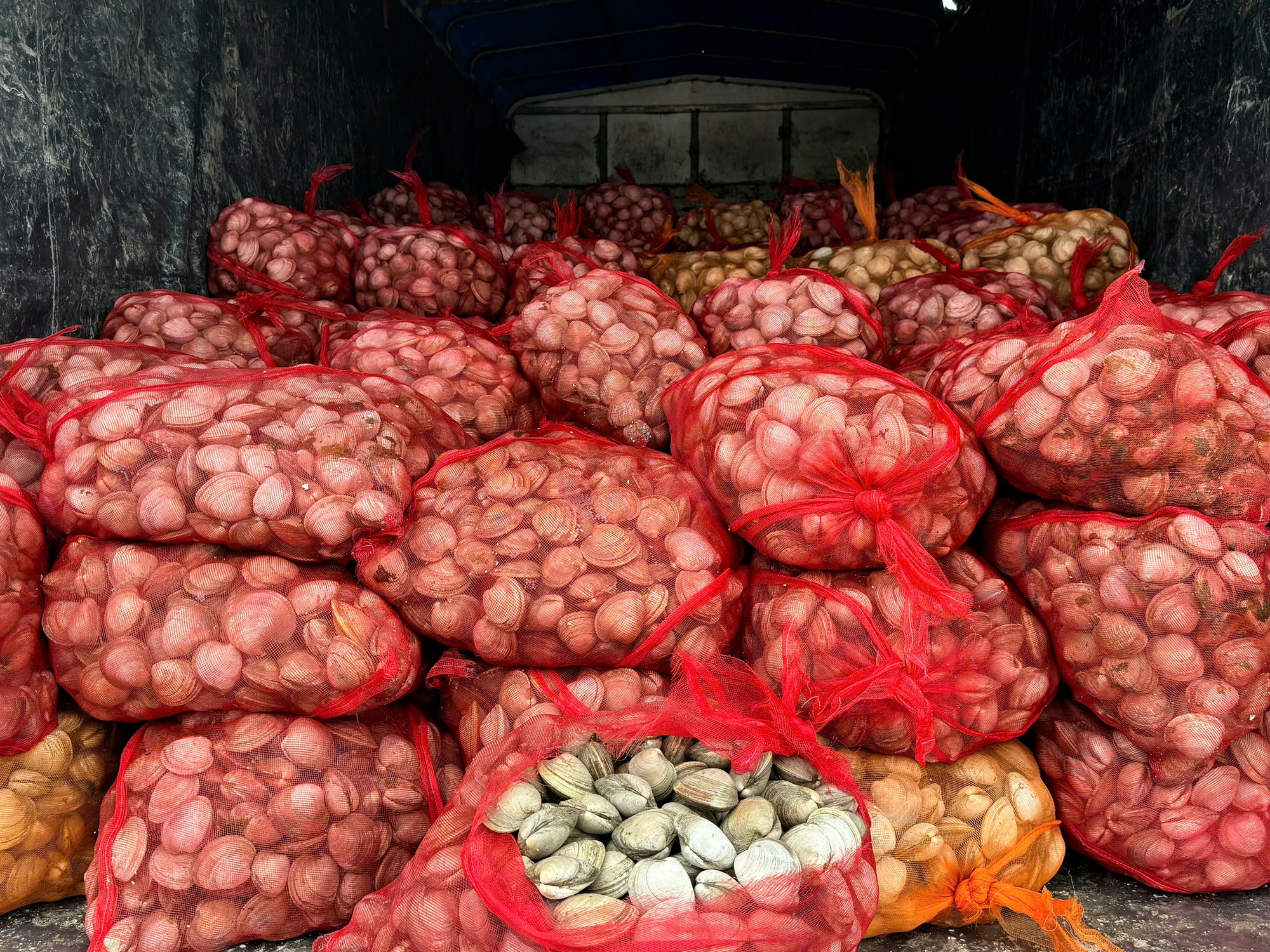 Gần 17 tấn ngao, hàu không rõ nguồn gốc từ Móng Cái vào tiêu thụ nội địa- Ảnh 1. Gần 17 tấn ngao, hàu không rõ nguồn gốc từ Móng Cái vào tiêu thụ nội địa- Ảnh 1.