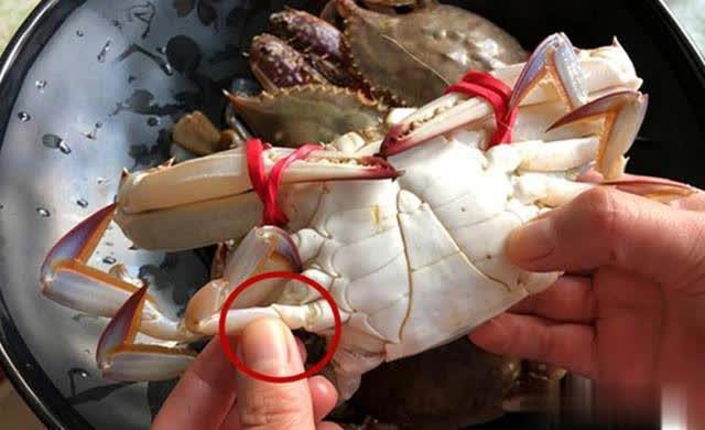 Thích ăn cua nhưng không biết cách chọn? 2 mẹo mua cua từ lão ngư, con nào cũng tươi ngon, chắc thịt!- Ảnh 1. Thích ăn cua nhưng không biết cách chọn? 2 mẹo mua cua từ lão ngư, con nào cũng tươi ngon, chắc thịt!- Ảnh 1.