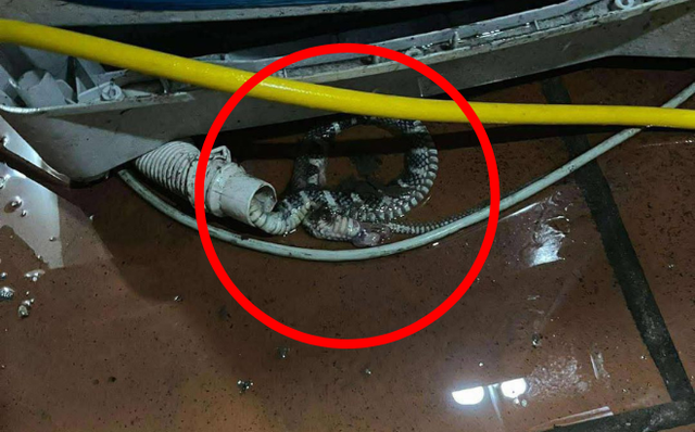 Kiểm tra máy giặt, người dùng tá hỏa phát hiện có rắn bên trong: Chúng đi vào từ đường nào?- Ảnh 1. Kiểm tra máy giặt, người dùng tá hỏa phát hiện có rắn bên trong: Chúng đi vào từ đường nào?- Ảnh 1.