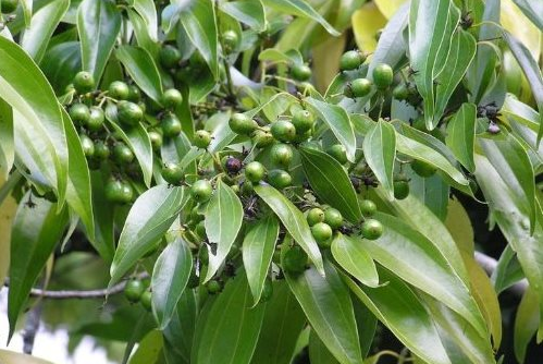 Việt Nam sở hữu hơn 180.000 ha 'sản vật' quý hiếm của thế giới, thu về 123 triệu USD kể từ đầu năm- Ảnh 1. Việt Nam sở hữu hơn 180.000 ha 'sản vật' quý hiếm của thế giới, thu về 123 triệu USD kể từ đầu năm- Ảnh 1.