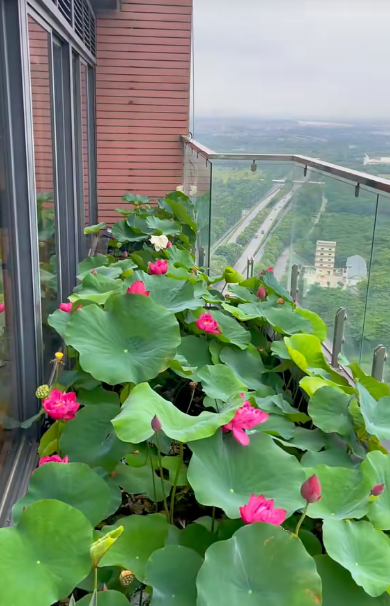 Ông bố trẻ biến sân thượng penthouse thành hồ sen nở rực – thành quả đẹp đến khó tin- Ảnh 1. Ông bố trẻ biến sân thượng penthouse thành hồ sen nở rực – thành quả đẹp đến khó tin- Ảnh 1.