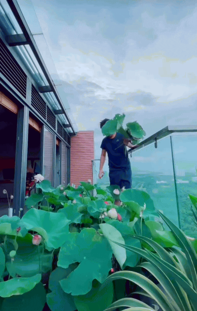 Ông bố trẻ biến sân thượng penthouse thành hồ sen nở rực – thành quả đẹp đến khó tin- Ảnh 2. Ông bố trẻ biến sân thượng penthouse thành hồ sen nở rực – thành quả đẹp đến khó tin- Ảnh 2.