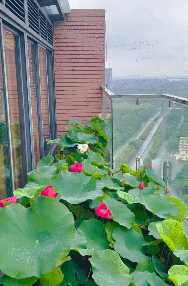 Ông bố trẻ biến sân thượng penthouse thành hồ sen nở rực – thành quả đẹp đến khó tin- Ảnh 6. Ông bố trẻ biến sân thượng penthouse thành hồ sen nở rực – thành quả đẹp đến khó tin- Ảnh 6.